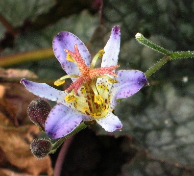Tricyrtis_Blute_unbekannt.JPG