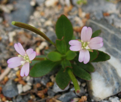 Epilobium crassum ...   13.5.16 006.jpg