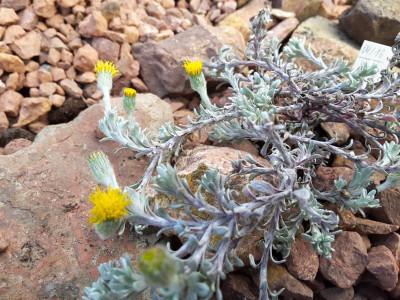Senecio skottsbergii 08.05.16.jpg