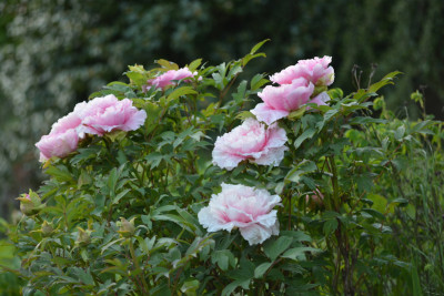 DSC_4822.jpg