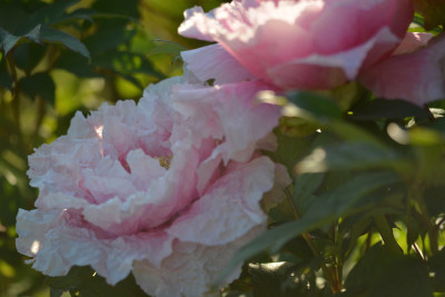 DSC_4731.jpg