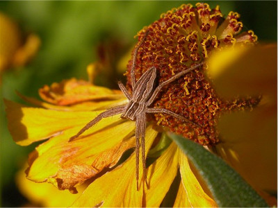 spinne55-670.JPG