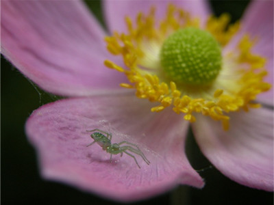 spinne55-600.JPG