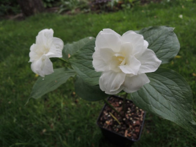 DSCN0336_1466.JPG