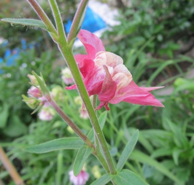 Rosa Akelei smallIMG_0618.jpg