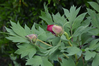 Paeonia-Daedalus.16-1.jpg