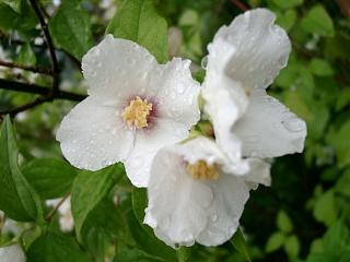 pfeiffenstrauch-belle-etoile.20040623.0.jpg