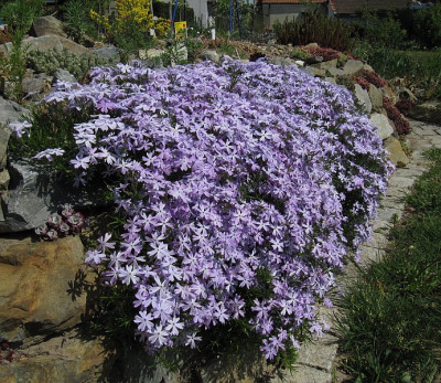 IMG_7856_Steingarten_Phlox_11Mai2016_.jpg