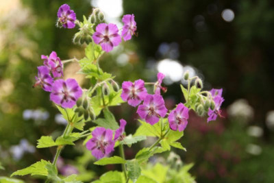 Geranium Phaeum %22Goldmund%22 IMG_9851.jpg