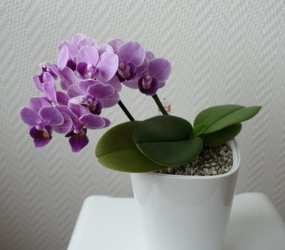 Mini-Phalaenopsis1 - 15.5.2016.jpg