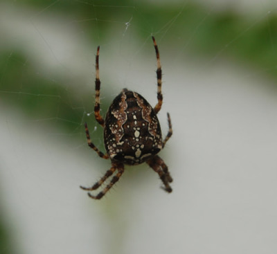 DSC_0011_95.jpg
