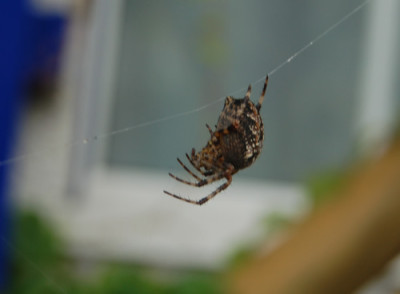 DSC_0012_95.jpg