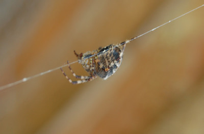 DSC_0013_95.jpg