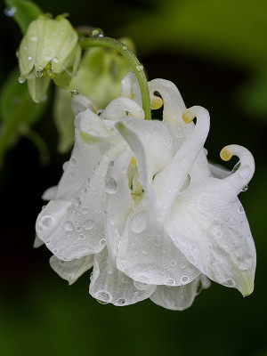 Aquilegia_vulgaris_2014_03kl.jpg