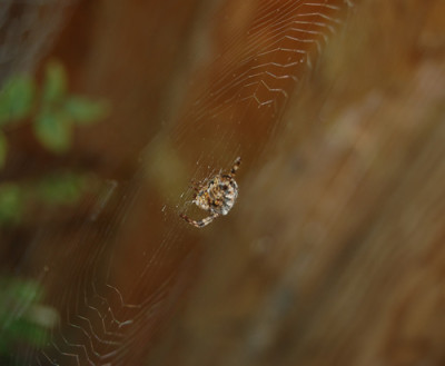 DSC_0017_95.jpg