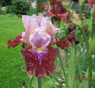 Boisterous small IMG_0624.jpg