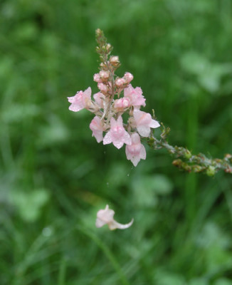 Purpur-Leinkraut_Canon_J._Went_K_0026_95.jpg