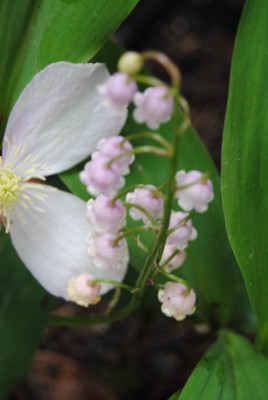 mai 041.jpg