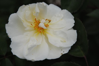 mai 053.jpg