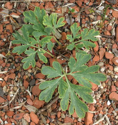 IMG_7455_ePaeonia brownii.JPG