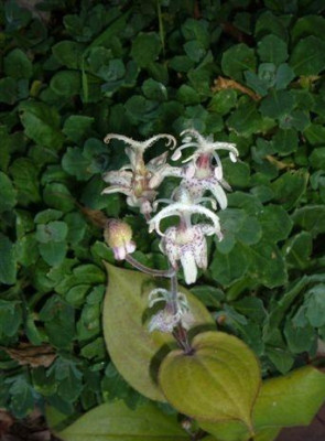 tricyrtis_ohne_Namen_b.JPG