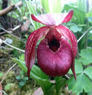 Cypripedium tibeticum-ax.jpg