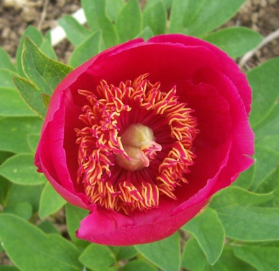 100_6335 Paeonia off. Riviére.jpg
