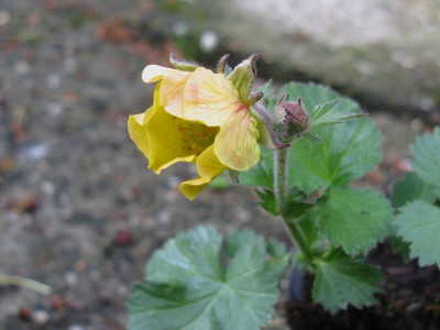 Geum Winzling (Kopie).jpg
