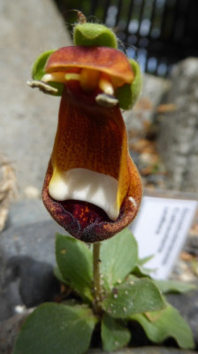 Calciolaria uniflora  ...  15.5.16 063.jpg