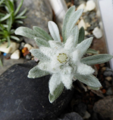 Leontopodium nivale ...   15.5.16 059.jpg