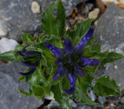 Phyteuma sieberi ...    15.5.16 057.jpg