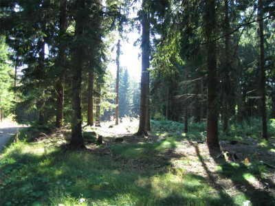 waldsept.jpg
