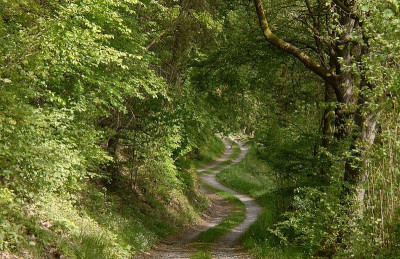 14.5. wald 4.jpg