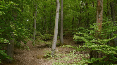 14.5. wald.jpg