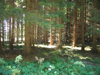 waldsept1.jpg