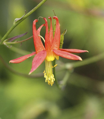 Aquilegia_orange.jpg