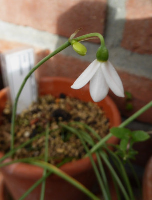 Acis trichophylla  ...   15.5.16 048.jpg