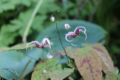epimedium omeiense2.JPG