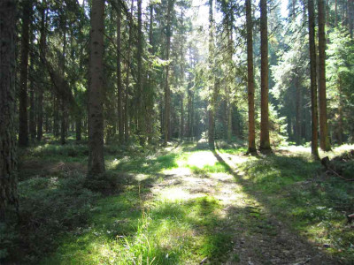 waldsept2.jpg