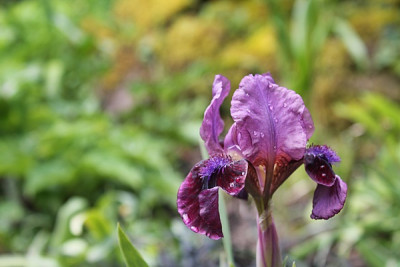 Iris barbata nana 'Regards'.JPG
