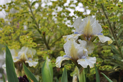 Iris barbata nana 'Alsterfrühling'.JPG