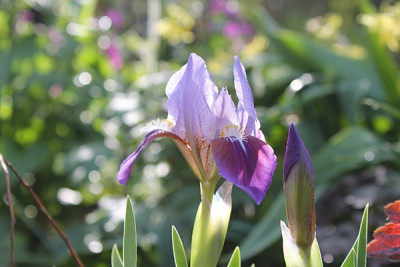 Iris barbata nana 'Tonya'.JPG