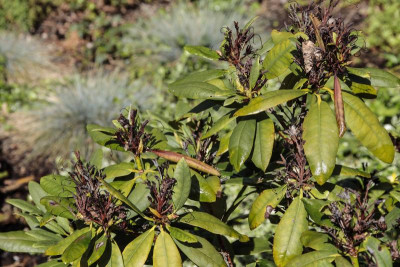 Rhododendron_1_MG_0001.jpg