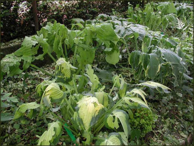Hosta_re.JPG