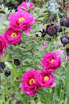 Paeonia Vorgarten links.JPG