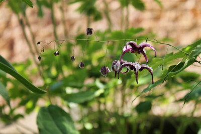 epimedium night mistress2.JPG