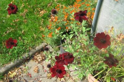 Cosmos_und_Tagetes21.jpg