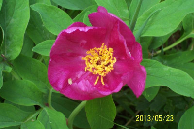 Mai 093.jpg