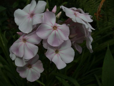 Superphlox_Ga_P7251529.JPG