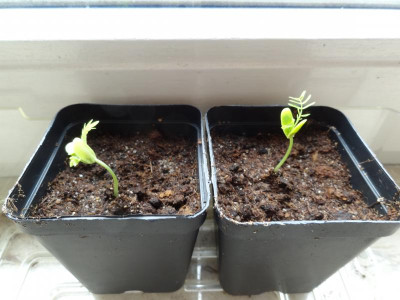 Albizia julibrissin Germination May 2016.JPG